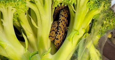 Grandad gets fright on discovering snake curled up in Aldi bag of broccoli