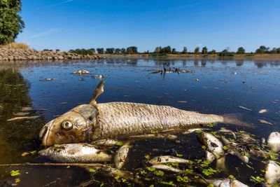 Germany alleges Poland hasn't stopped pollution that led to fish die-off in Oder River