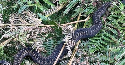 Snake warning as Scots hillwalker encounters 'really angry' hissing adder ready to pounce