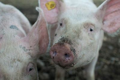 Animal Proteins in Q2 and Beyond - Cows and Pigs Stampeding Higher