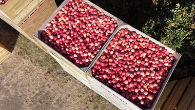 Comparing (export) apples with apples