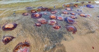 Edinburgh residents spot 'jellyfish invasion' as 'huge' creatures line the shore