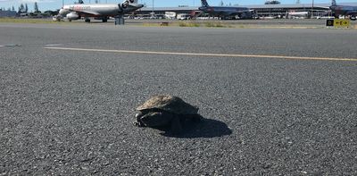 Turtles on the tarmac could delay flights at Western Sydney airport
