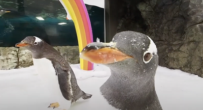 The upshot of marriage equality laid bare: the loveless union of two male penguins
