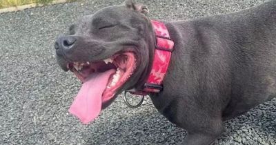 Dog forced to have her leg amputated after 'being bitten by snake' in park