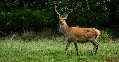 Soaring deer numbers 'threaten survival of Scotland's rainforests'