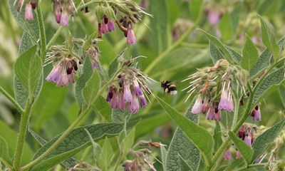 Country diary: The astonishing value of nature volunteers