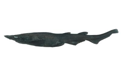 Discovered in the deep: the ghost catshark found after an egg hunt