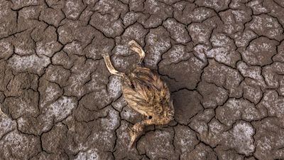 Climate Change Threatens Bird Reproduction As Spring Arrives Earlier