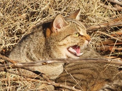 Poison-spraying sensor technology to combat feral cats