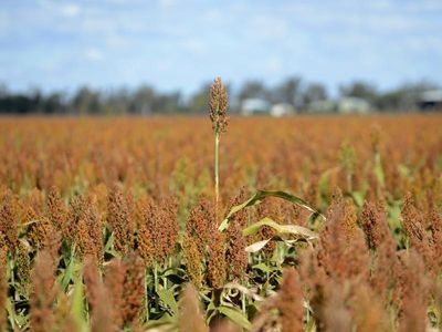 Aussie farmers 'lead world' in sustainable agriculture