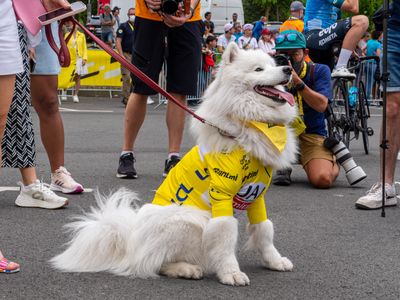 Dogs of the Tour de France – The real stars of the show