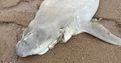 'Mutilated' shark found washed up on a beach with its fins, tail and lower jaw cut off