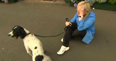 BBC Breakfast in chaos as Carol Kirkwood is pulled to the floor by dog live on air