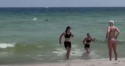 Aggressive shark speeds towards panicked swimmers in shallow water on beach