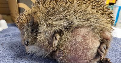 Hedgehog with trapped gas 'popped' three times after ballooning to size of football