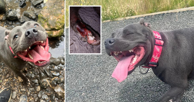 South Lanarkshire Council refute 'snake bite' claim after dog was injured in country park