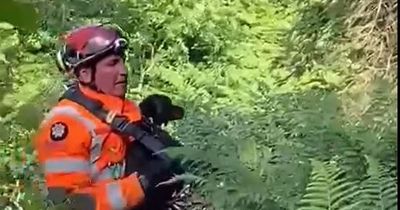 Watch moment dog rescued from Co Antrim cliff fall is reunited with tearful owner