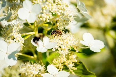 How can I keep wasps out of my backyard? 3 plants to grow, and one to avoid, to keep these pests at bay