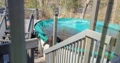 'Friendly' bear visits same neighbourhood every year to use pool and trampolines