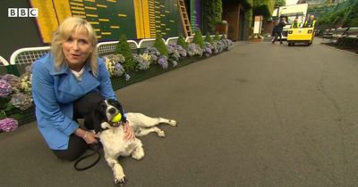 BBC Breakfast's Carol Kirkwood floored by dog during live broadcast from Wimbledon