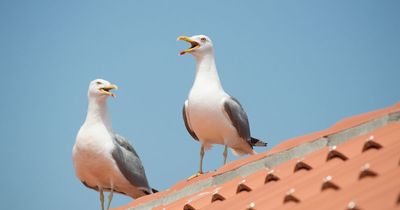 Scots town under siege from aggressive seagulls stealing food from people's mouths