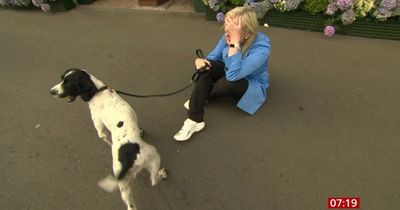 BBC Breakfast Carol Kirkwood causes concern as she is hauled to the floor by a dog live on-air
