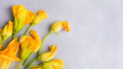 How and when to harvest zucchini flowers – tips to pick the best blooms at the right time