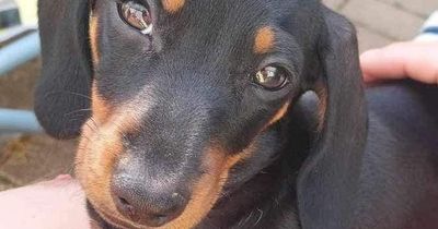 Dog owner worried sick after 11-week old puppy vanishes from garden