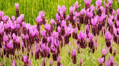 Best lavender varieties – 14 perfumed beauties for flowers and foliage