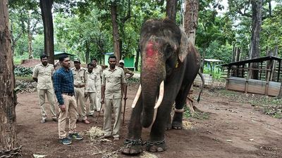 Wild elephant taken out of kraal after 80 days at Sakrebailu
