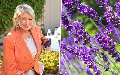 Martha Stewart says these 5 plants will keep your yard mosquito-free – but do pest experts agree?