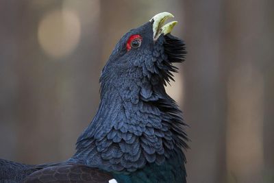 Numbers of capercaillie up for first time in eight years