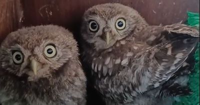 Rescued baby owls get apt nicknames after being rescued from Glastonbury performance