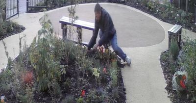 Community garden organisers 'give up' after watching back CCTV