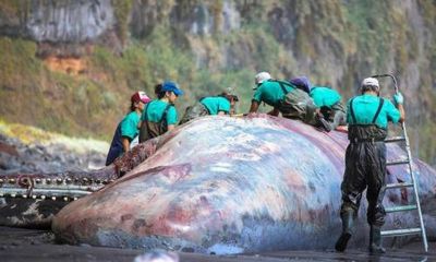 Pathologist finds €500,000 ‘floating gold’ in dead whale in Canary Islands