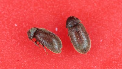 Pest control pros reveal how to get rid of drugstore beetles quickly and stop them coming back