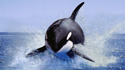 'An enormous mass of flesh armed with teeth': How orcas gained their 'killer' reputation