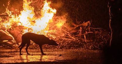 Expert advice for helping your dog through 11th Night fireworks and bonfire noise