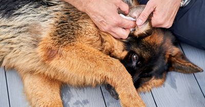 Fury over unscrupulous fake vets raking in fortunes at designer dog breeding clinics