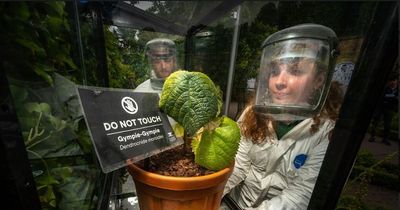 'Most venomous of all plants' unveiled at Alnwick Poison Garden in Northumberland