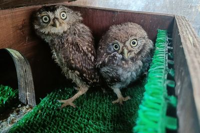 ‘They must have been terrified’: Young owls rescued from Glastonbury’s Pyramid Stage after Guns N’ Roses set
