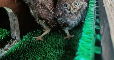 Rescuers say young owls trapped in Glastonbury's Pyramid stage exposed to '48 hours of loud music'