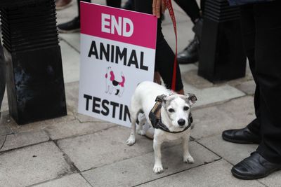 Government must set out path to end animal testing if AI eliminates need for it, ministers told