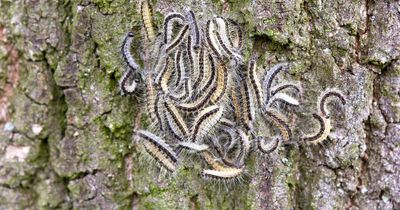 Warning over UK invasion of toxic caterpillars that poses danger to humans and pets