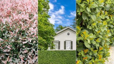 Best front yard hedges for privacy – 10 leafy choices to screen your home from the street