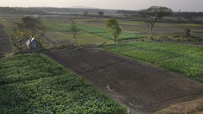 ‘Jowar alternative to temperature-sensitive wheat’ amid rising temperatures, says study