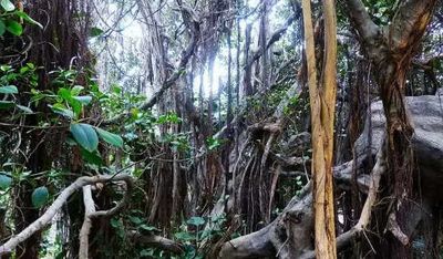 Optical Illusion: Find the dinosaur in the jungle in 7 Seconds