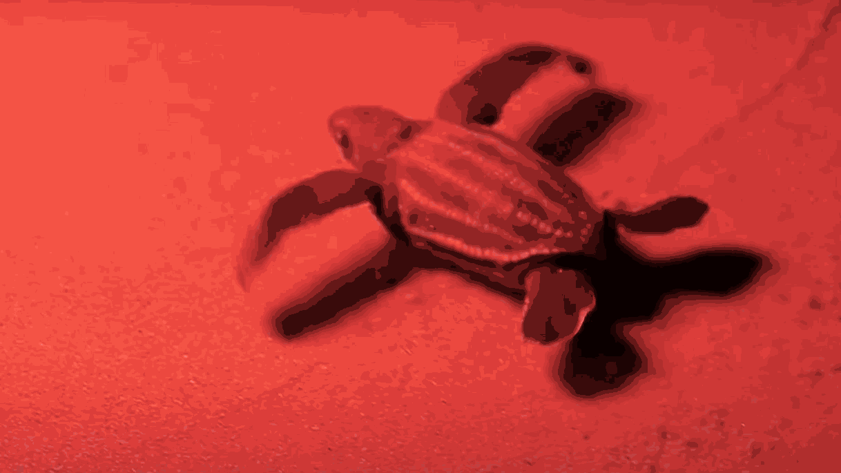 Drones with thermal cameras help in effort to save sea turtles from extinction