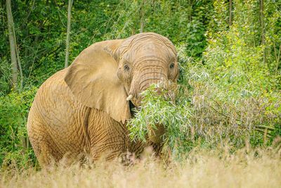 Elephants vary what they eat for dinner each night, study suggests